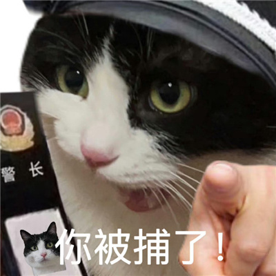 清汤大法官在线断案猫咪表情 你好小猫派出所