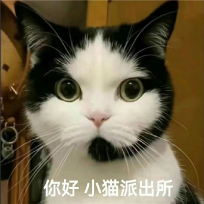 清汤大法官在线断案猫咪表情 你好小猫派出所